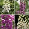 Roots Plants Digitalis 'Dalmatian' Foxglove Collection Perennials