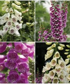 Roots Plants Digitalis 'Dalmatian' Foxglove Collection Perennials