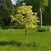 Roots Plants Variegated Norway Maple Tree | Acer Platanoides 'Drummondii' Trees & Shrubs