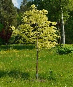 Roots Plants Variegated Norway Maple Tree | Acer Platanoides 'Drummondii' Trees & Shrubs