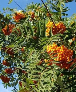 Roots Plants Trees & Shrubs Scarlet Japanese Rowan Tree | Sorbus Commixta 'Embley'