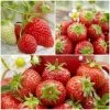Roots Plants All Season Strawberry Plants Collection | 3x 10cm Pots Fruits