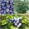 Roots Plants 3 X Sunshine Blue Blueberry Plants | 9cm Pots