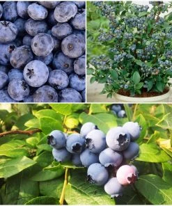 Roots Plants 3 X Sunshine Blue Blueberry Plants | 9cm Pots