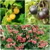 Roots Plants Unusual Berry Collection | 3x 3L Pots Fruits