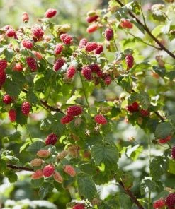 Roots Plants Medana Tayberry Plants Fruits
