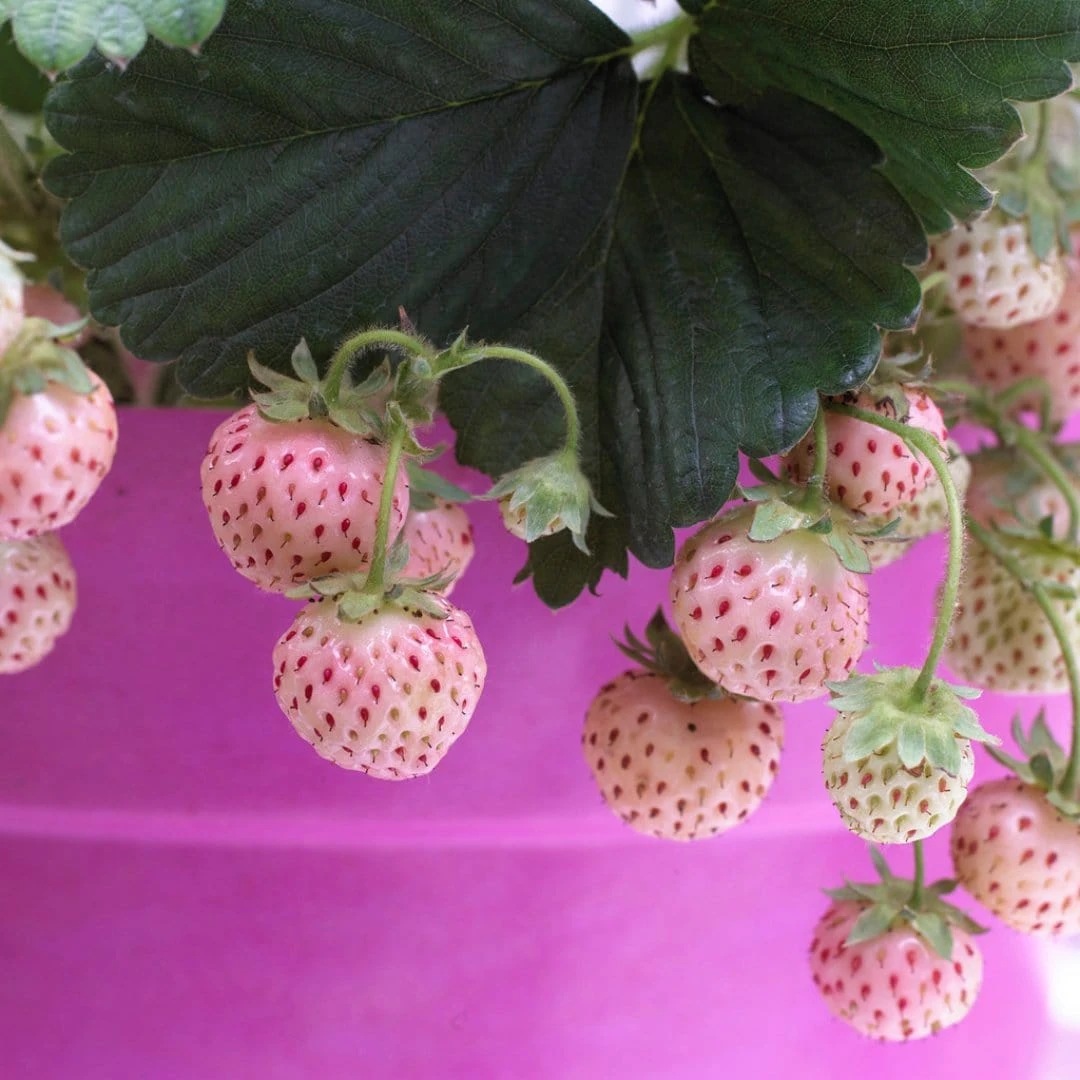 Roots Plants Pineberry Strawberry Plants Fruits 5 Roots Plants Pineberry Strawberry Plants Fruits