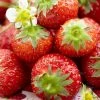 Roots Plants Honeoye Strawberry Plants Fruits 2 Roots Plants Honeoye Strawberry Plants Fruits