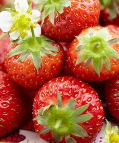 Roots Plants Honeoye Strawberry Plants Fruits