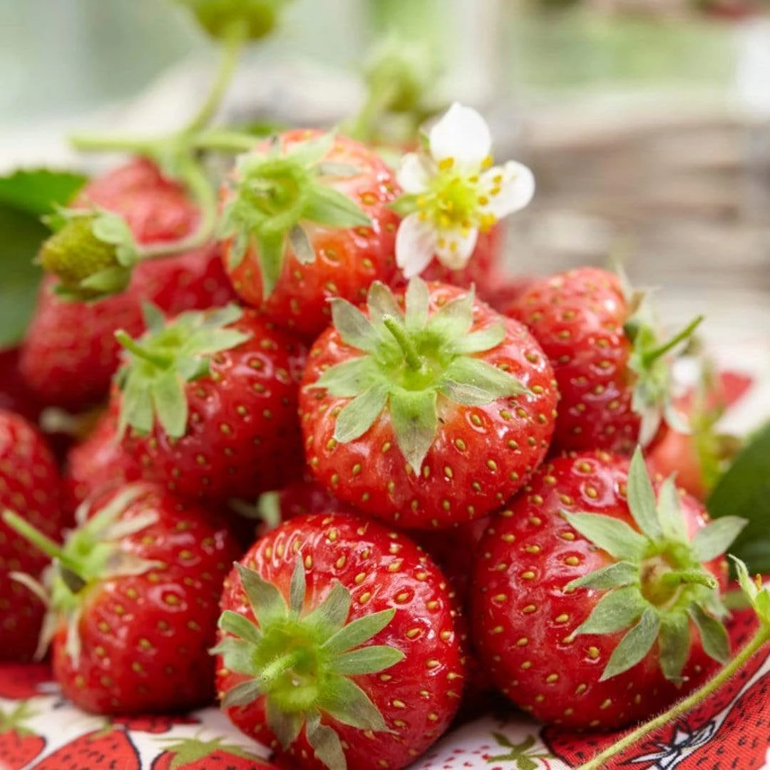 Roots Plants Honeoye Strawberry Plants Fruits 4 Roots Plants Honeoye Strawberry Plants Fruits