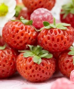 Roots Plants Framberry Strawberry Plants