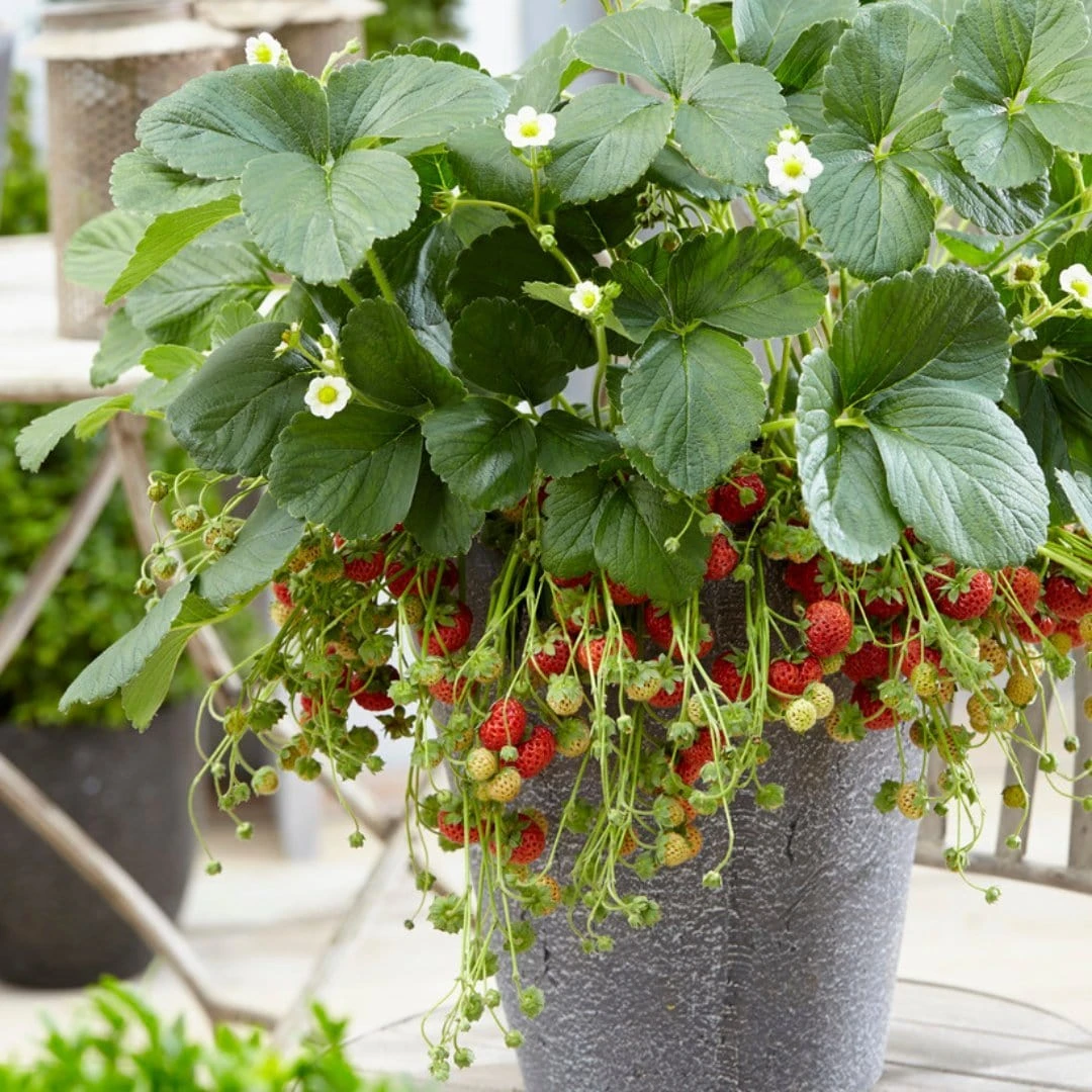 Roots Plants Framberry Strawberry Plants 4 Roots Plants Framberry Strawberry Plants