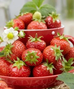 Roots Plants Florence Strawberry Plants Fruits