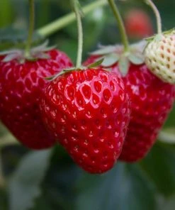 Roots Plants Fruits Flamenco Strawberry Plants
