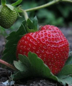Roots Plants Elsanta Strawberry Plants Fruits