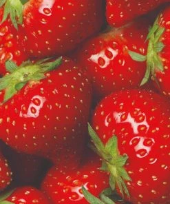 Roots Plants All Season Strawberry Plants Collection | 3x 10cm Pots Fruits