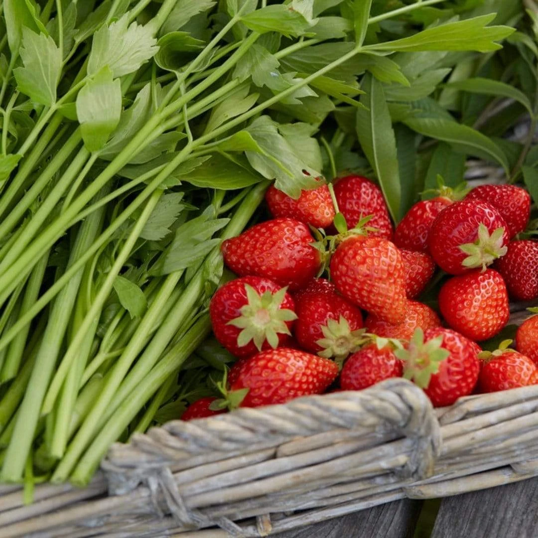 Roots Plants Cambridge Favourite Strawberry Plants 4 Roots Plants Cambridge Favourite Strawberry Plants