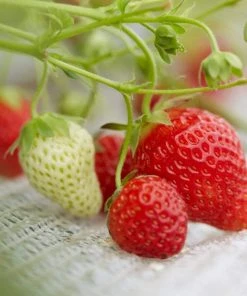 Roots Plants Cambridge Favourite Strawberry Plants