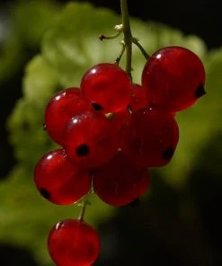 Roots Plants Rovada Redcurrant Bush Fruits