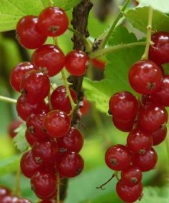 Roots Plants Rovada Redcurrant Bush Fruits