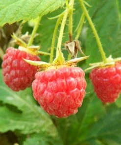 Roots Plants 15 Bestselling Raspberry Canes | Glen Ample, Polka & Autumn Bliss Fruits 11 Roots Plants 15 Bestselling Raspberry Canes | Glen Ample, Polka & Autumn Bliss Fruits