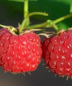 Roots Plants Malling Leo Raspberry Plants