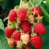 Roots Plants Fruits Glen Prosen Raspberry Plants 2 Roots Plants Fruits Glen Prosen Raspberry Plants