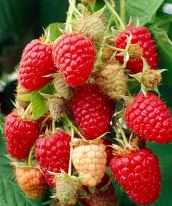 Roots Plants Fruits Glen Prosen Raspberry Plants