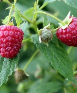 Roots Plants Glen Ample Raspberry Plants Fruits