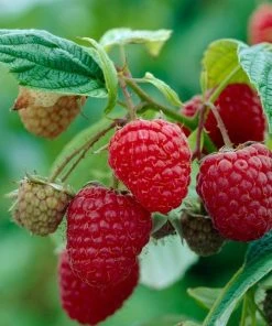 Roots Plants 15 Bestselling Raspberry Canes | Glen Ample, Polka & Autumn Bliss Fruits 10 Roots Plants 15 Bestselling Raspberry Canes | Glen Ample, Polka & Autumn Bliss Fruits