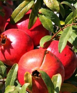 Roots Plants Pomegranate Bush