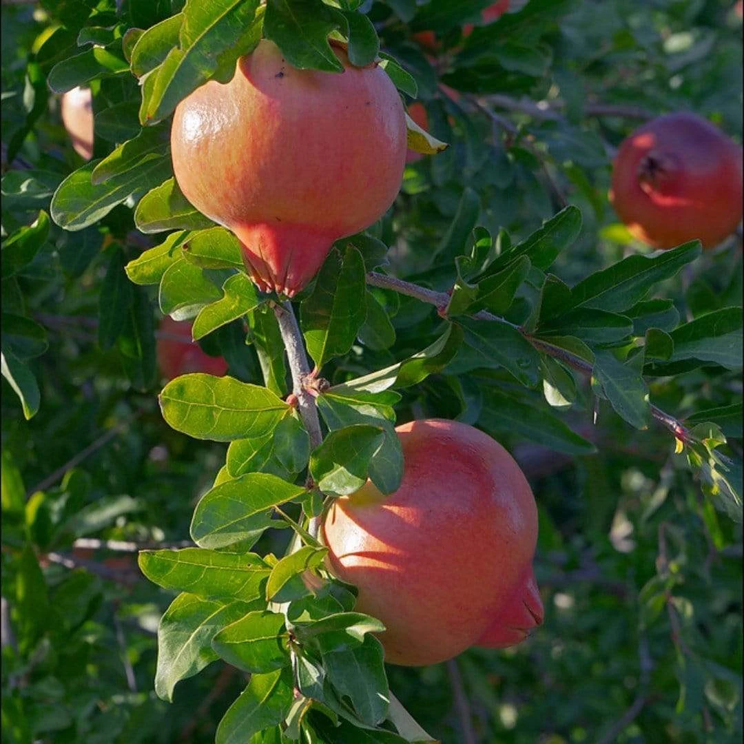 Roots Plants Pomegranate Bush 5 Roots Plants Pomegranate Bush