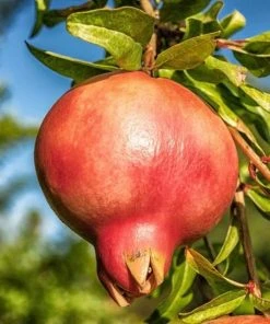 Roots Plants Pomegranate Bush 9 Roots Plants Pomegranate Bush