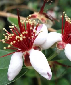 Roots Plants Pineapple Guava Plant | Feijoa Sellowiana