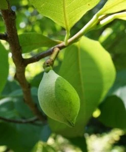 Roots Plants Fruits Paw-Paw Plant | Asimina Triloba