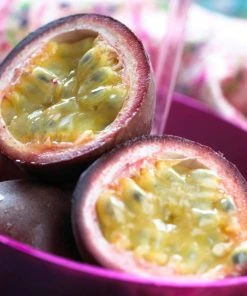 Roots Plants Passion Fruit Plant | Passiflora Edulis