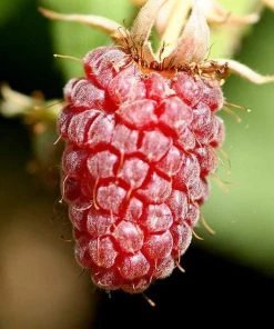 Roots Plants Ly654 Thornless Loganberry Plants