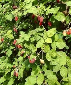 Roots Plants Ly654 Thornless Loganberry Plants