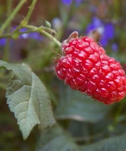 Roots Plants Ly654 Thornless Loganberry Plants