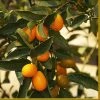 Roots Plants Fruits 90cm Kumquat Tree | Grafted Mini-Stem