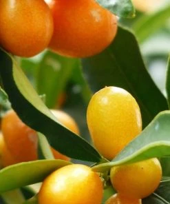 Roots Plants Fruits 90cm Kumquat Tree | Grafted Mini-Stem