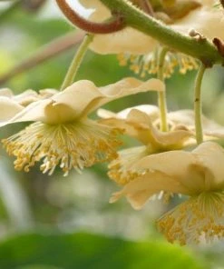 Roots Plants Jenny Hardy Kiwi Plant Fruits 7 Roots Plants Jenny Hardy Kiwi Plant Fruits