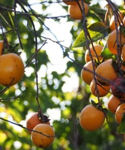 Roots Plants Fruits Japanese Persimmon Tree