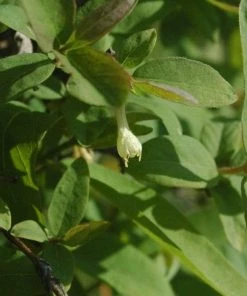 Roots Plants Kamtschatica Honeyberry Bush Fruits