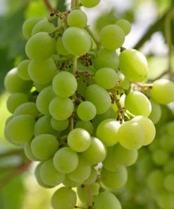 Roots Plants 90cm 'Superior' Seedless Outdoor Grape Vine | 3L Pot