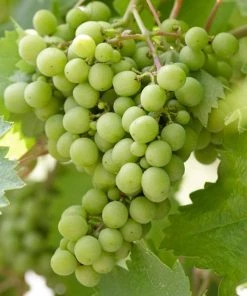 Roots Plants 90cm 'Superior' Seedless Outdoor Grape Vine | 3L Pot