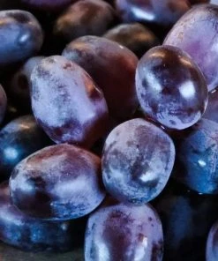 Roots Plants 90cm 'Muscat Blue' Grape Vine | 3L Pot Fruits