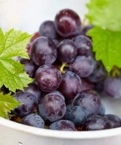 Roots Plants 90cm 'Muscat Blue' Grape Vine | 3L Pot Fruits 7 Roots Plants 90cm 'Muscat Blue' Grape Vine | 3L Pot Fruits