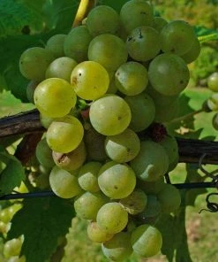 Roots Plants 90cm 'Lakemont' Seedless Outdoor Grape Vine | 3L Pot Fruits