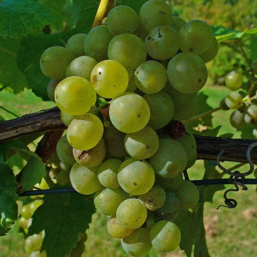 Roots Plants 90cm 'Lakemont' Seedless Outdoor Grape Vine | 3L Pot Fruits 3 Roots Plants 90cm 'Lakemont' Seedless Outdoor Grape Vine | 3L Pot Fruits